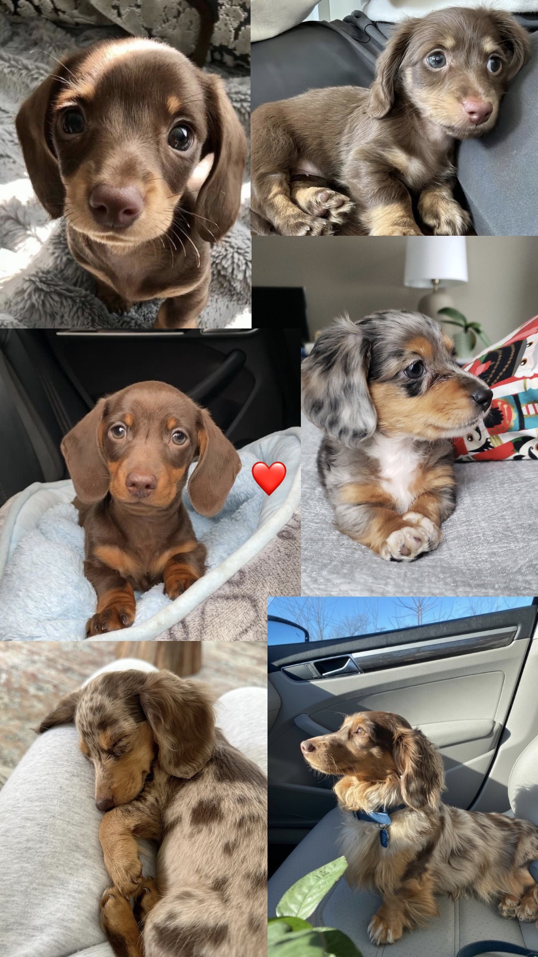 Amor de cachorro ❤️