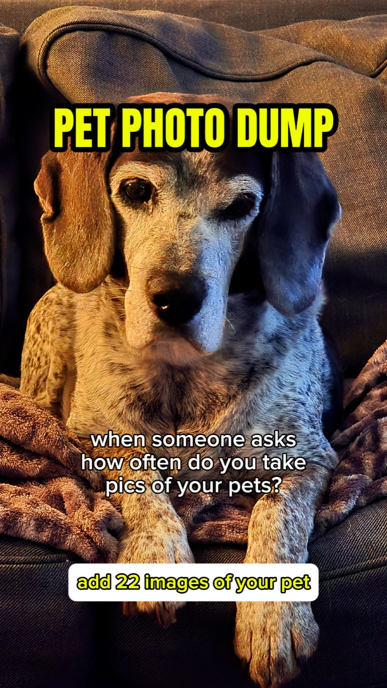 pet template