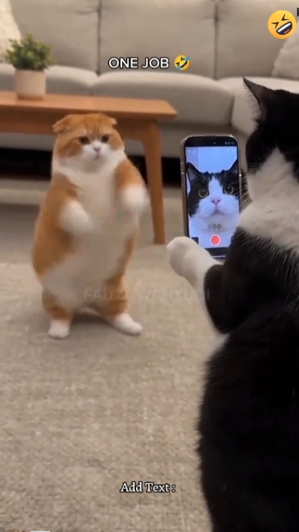 Gato gracioso. 