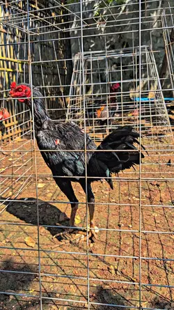 foto ayam aesthetic 