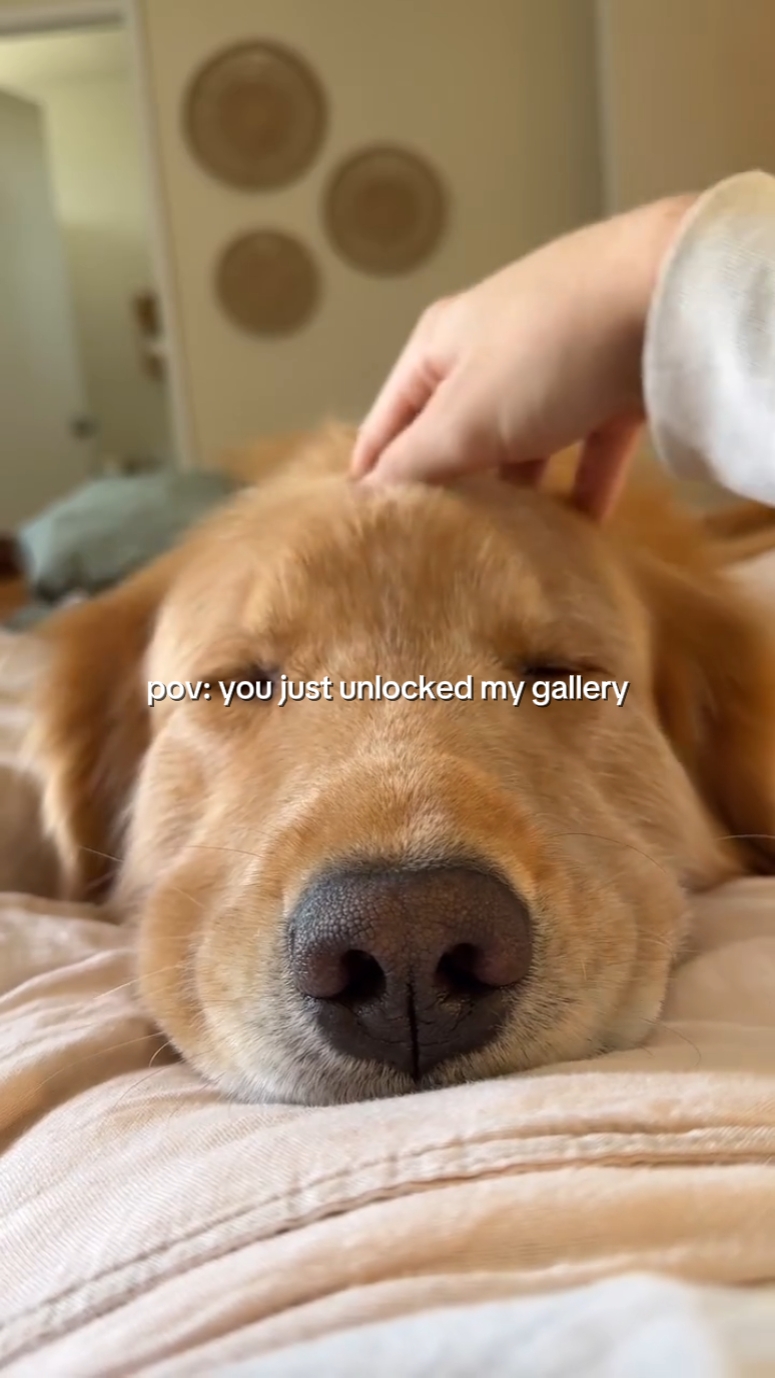 Sweet Pet Life