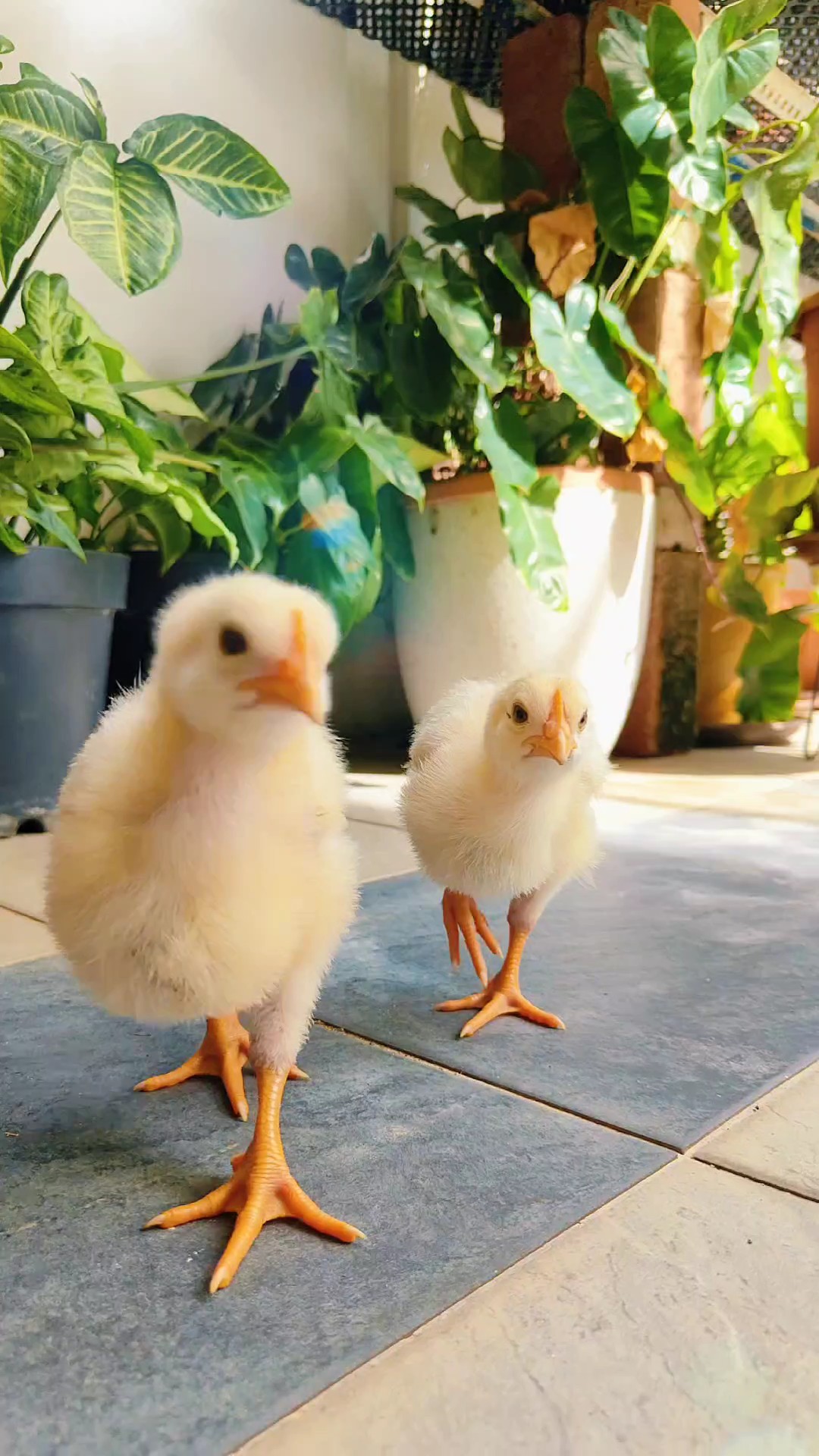ChickenPlay