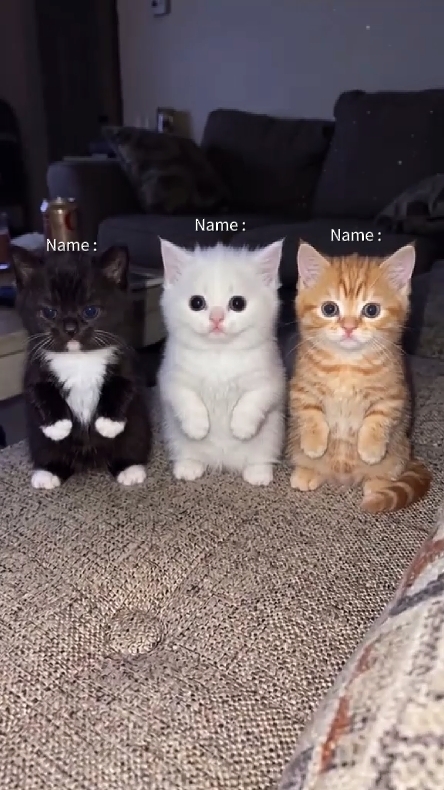 Dans Kedi Trendi