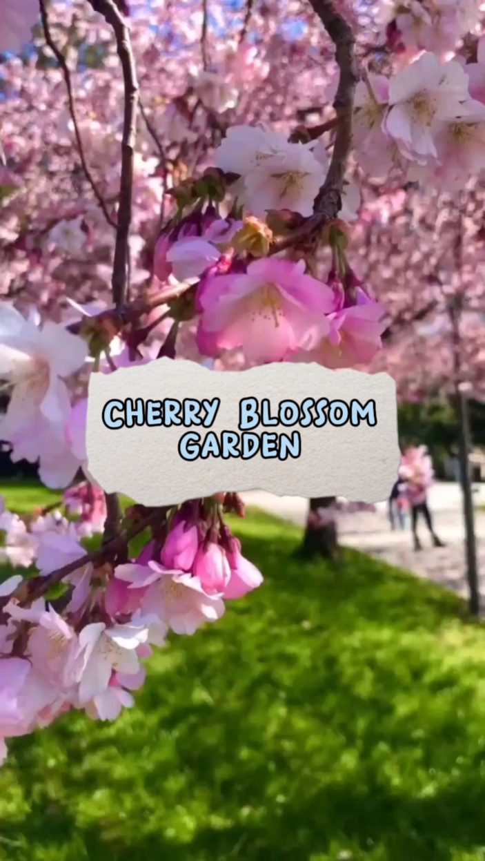 Cherry Blossom