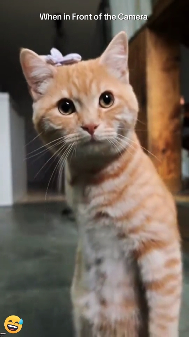 Tendance chat 