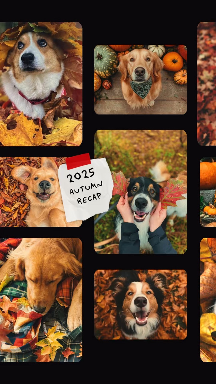 Autumn 2025 dog