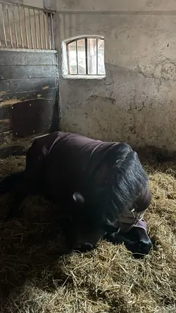 horse.viral