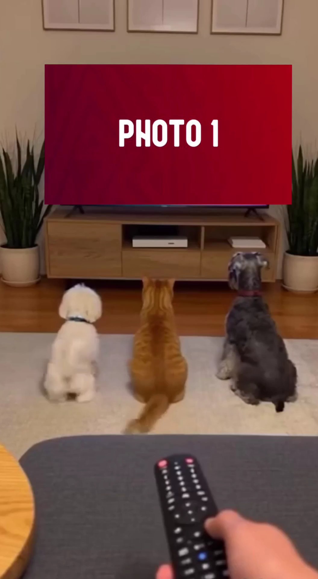 Trend Olan En İyi Düzenleme 