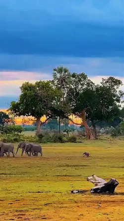 safari 