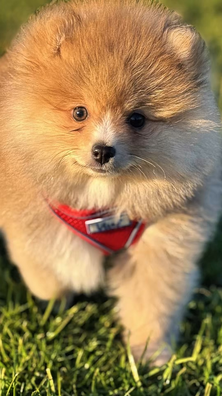 Mi Perro ❤️