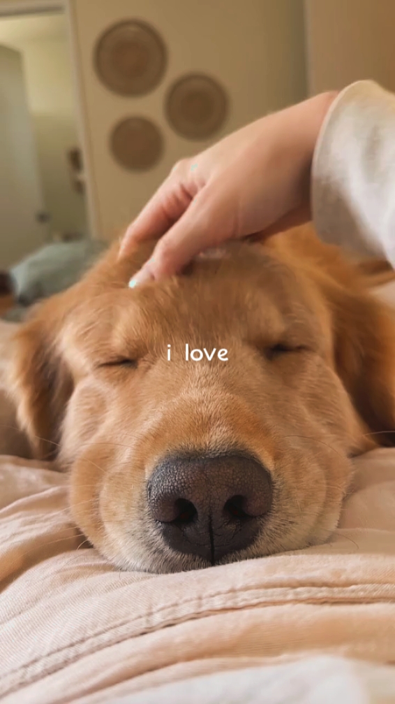 Eu te amo cachorro