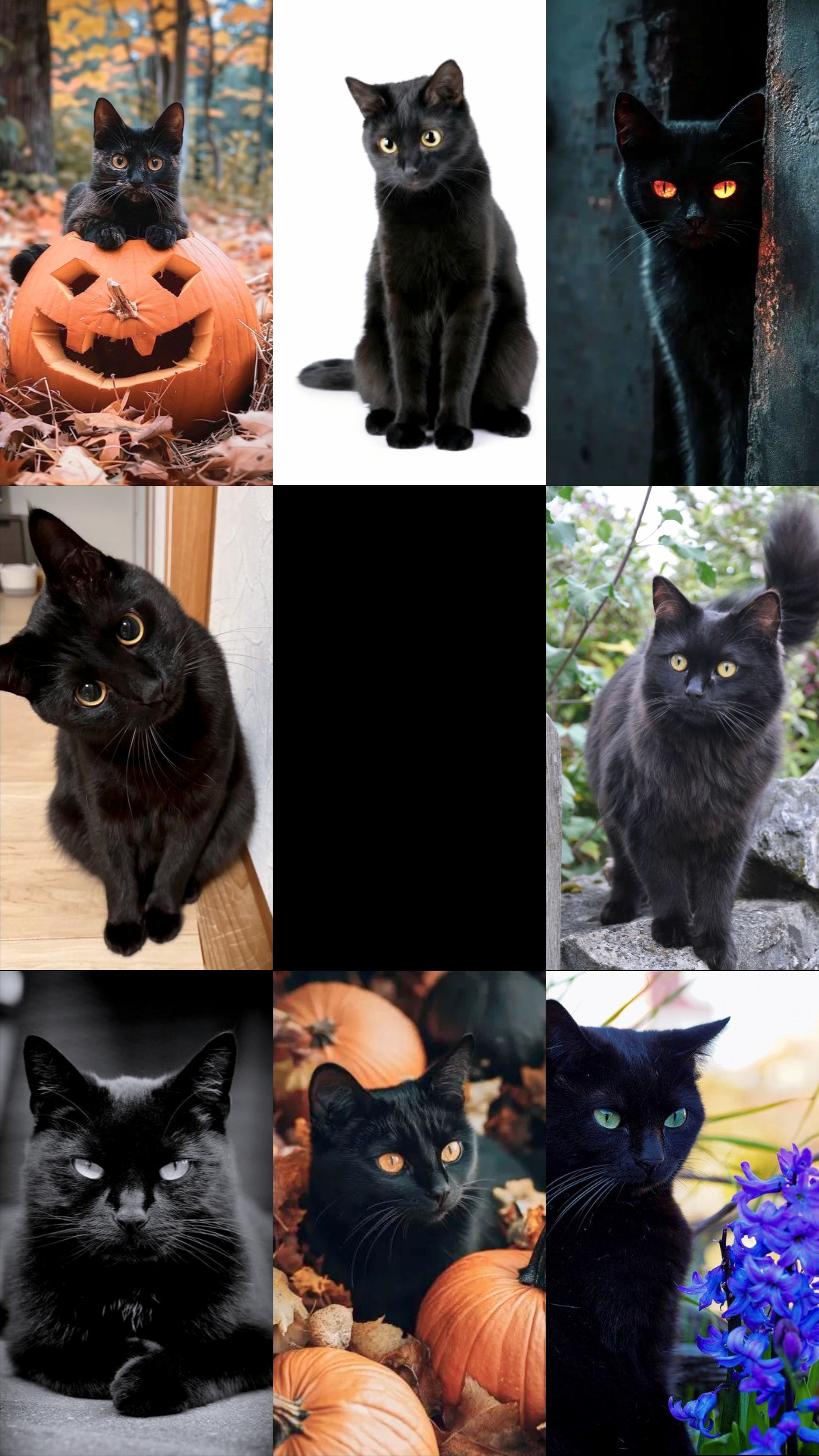 Gato Negro Nacional 