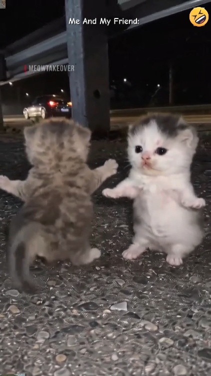 Funny Dance catTrend