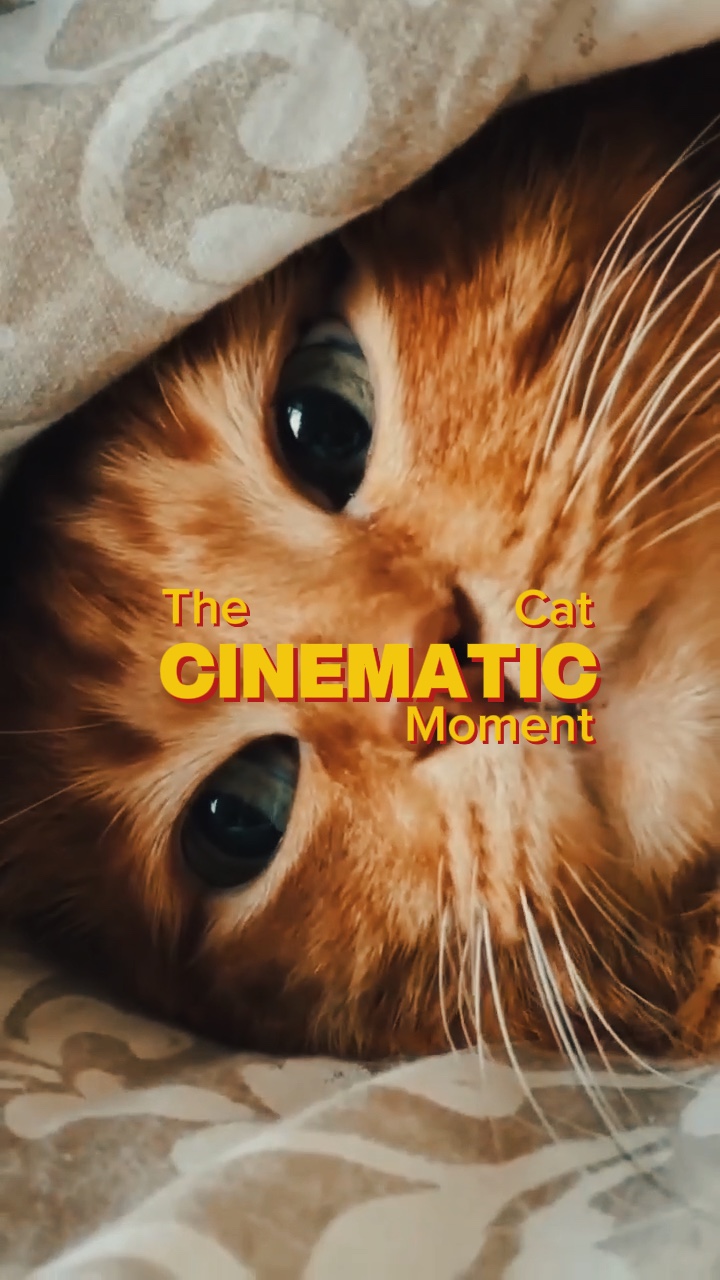 kedi sinematik anı