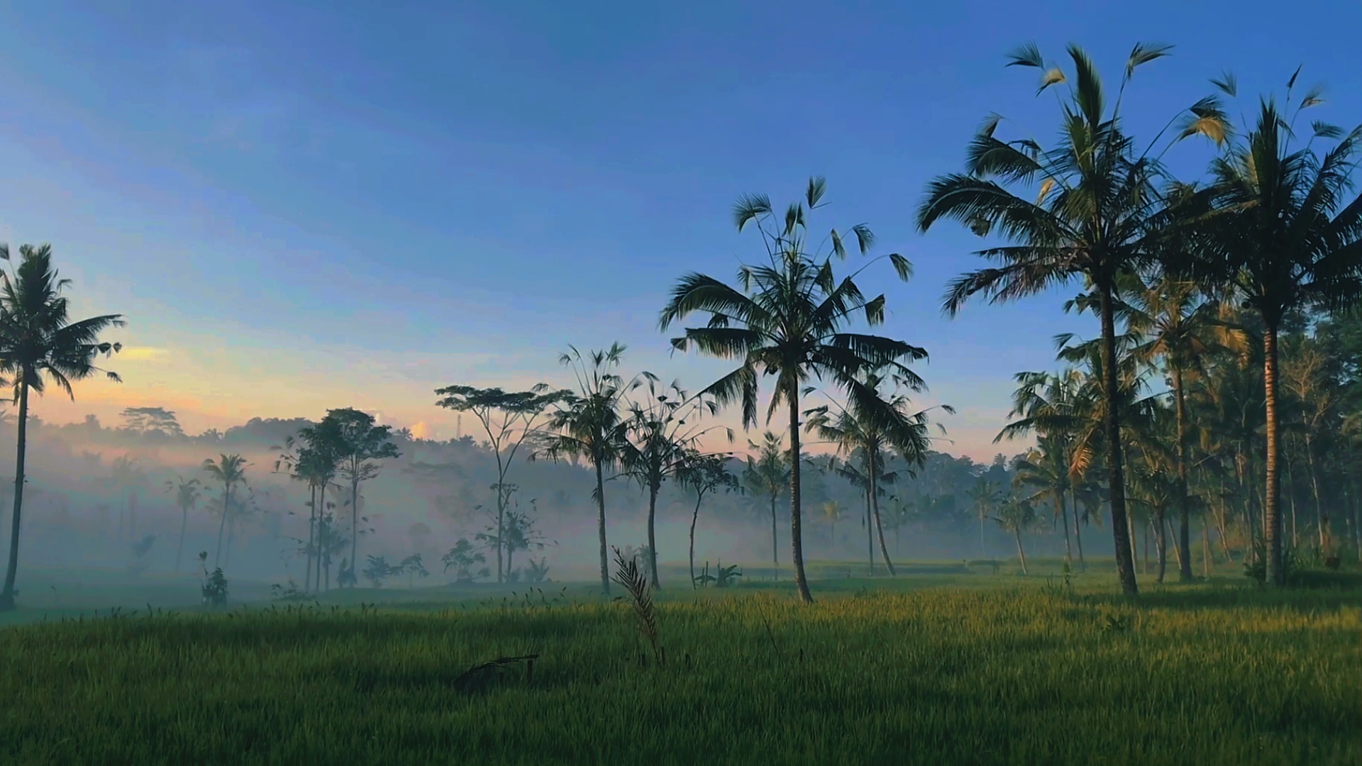 nature