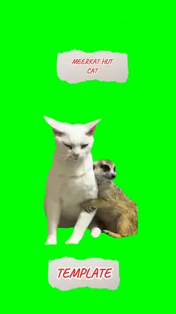 meerkat hut cat