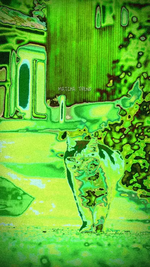 SINGLE CLIP MATCHA
