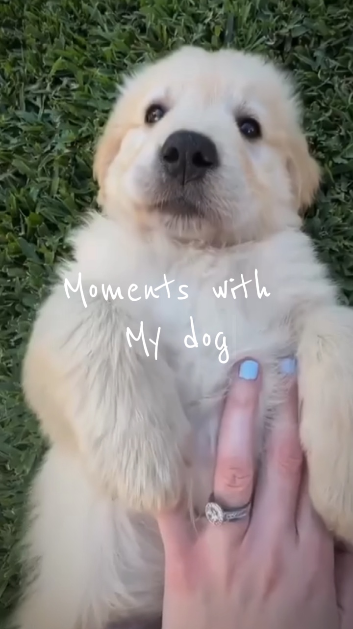 Dog bestfriend 