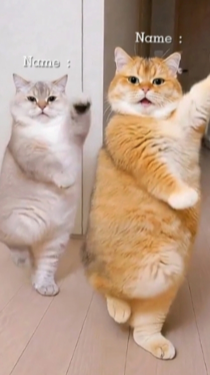 Kucing Tarian Lucu. 