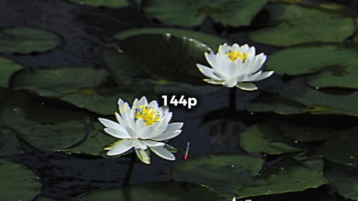 144p vs 4k trend