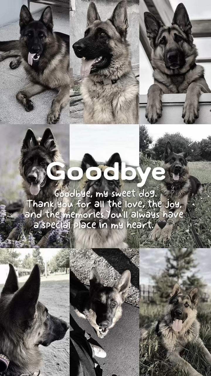 Dog rip