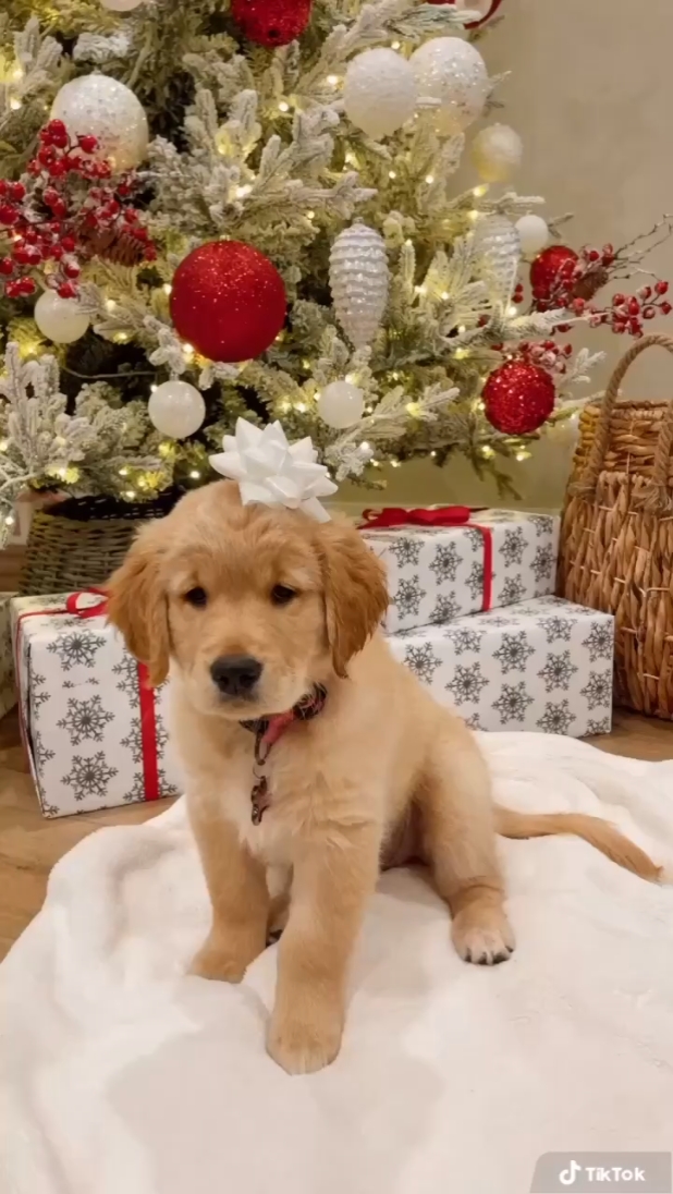 puppy christmas