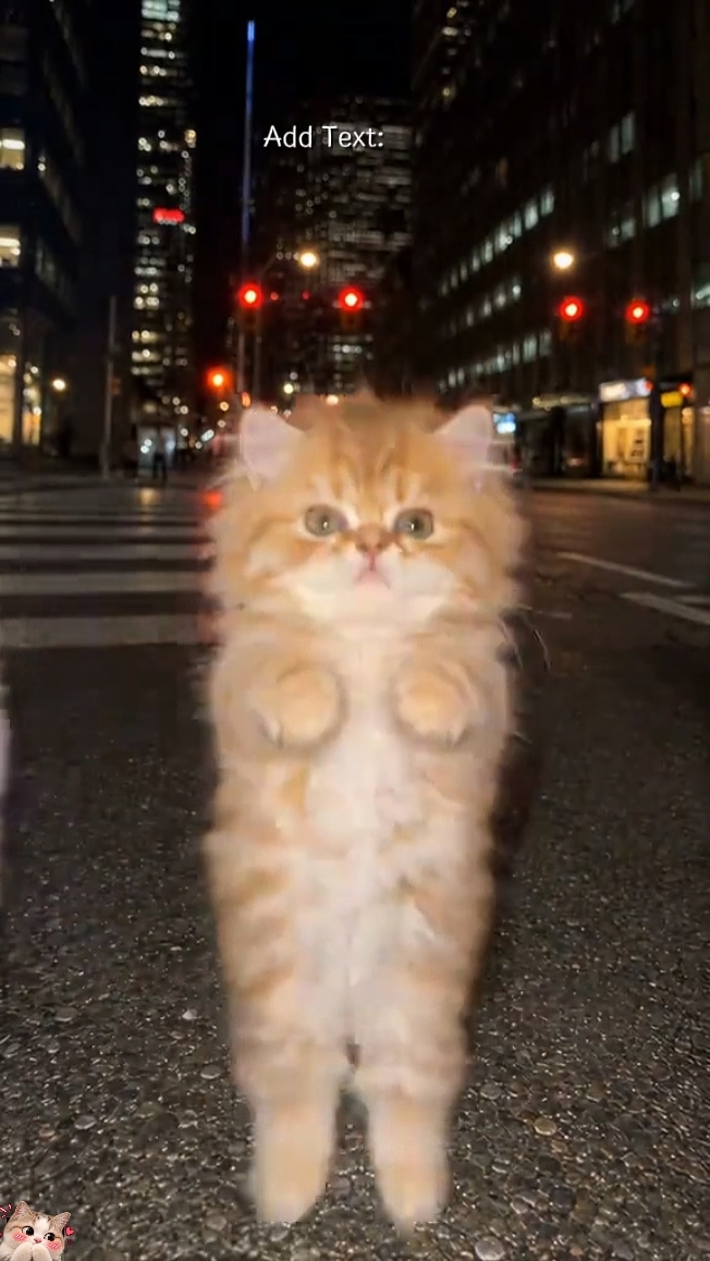 Gato engraçado de dança 
