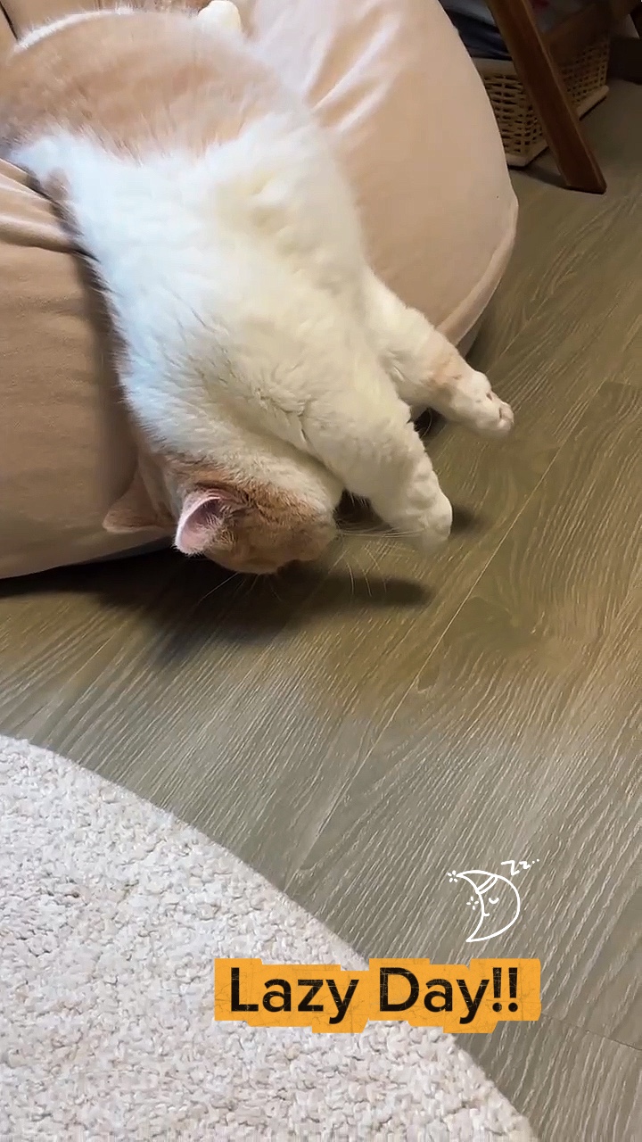 Lazy day
