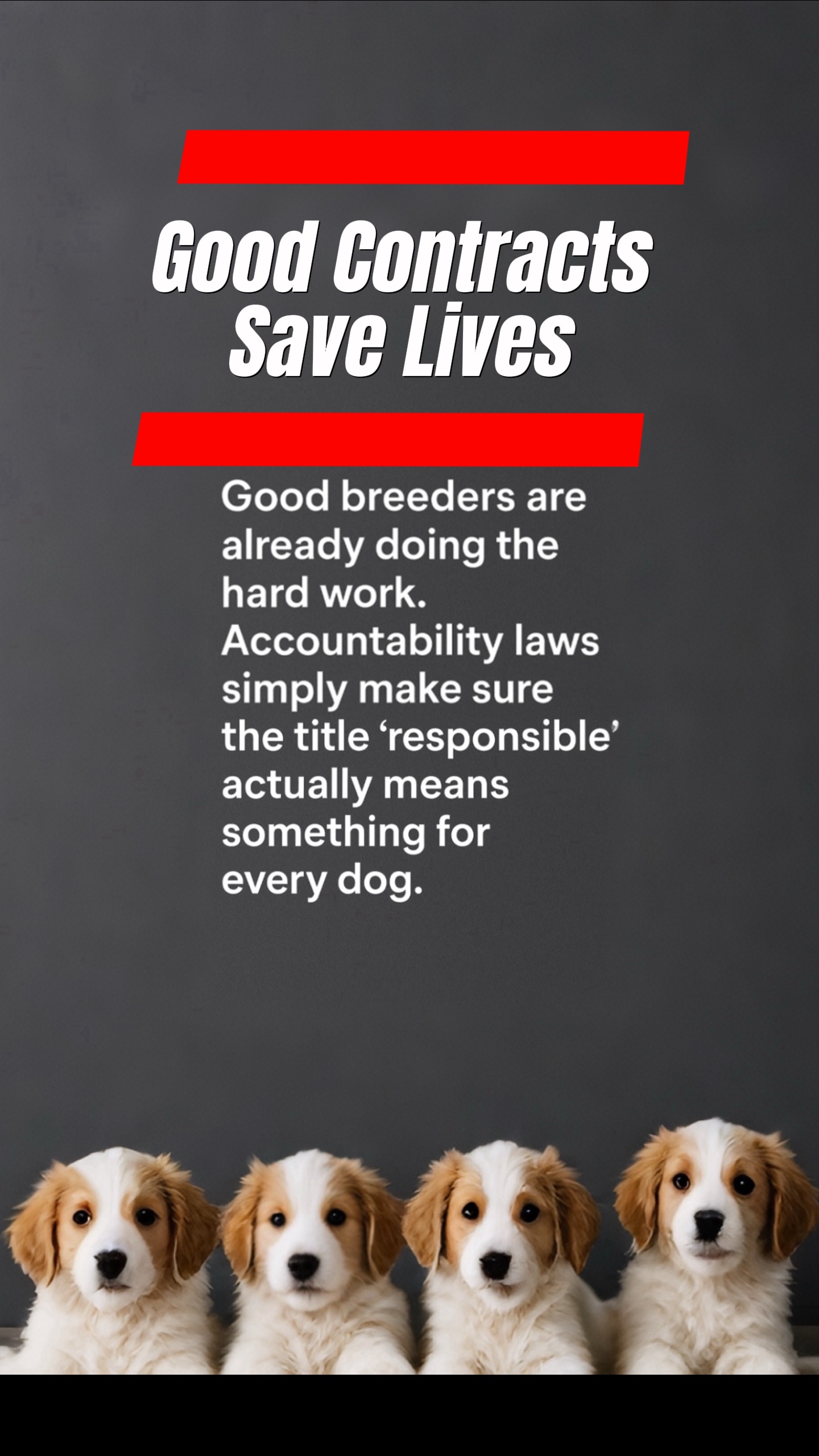 Dog awareness 