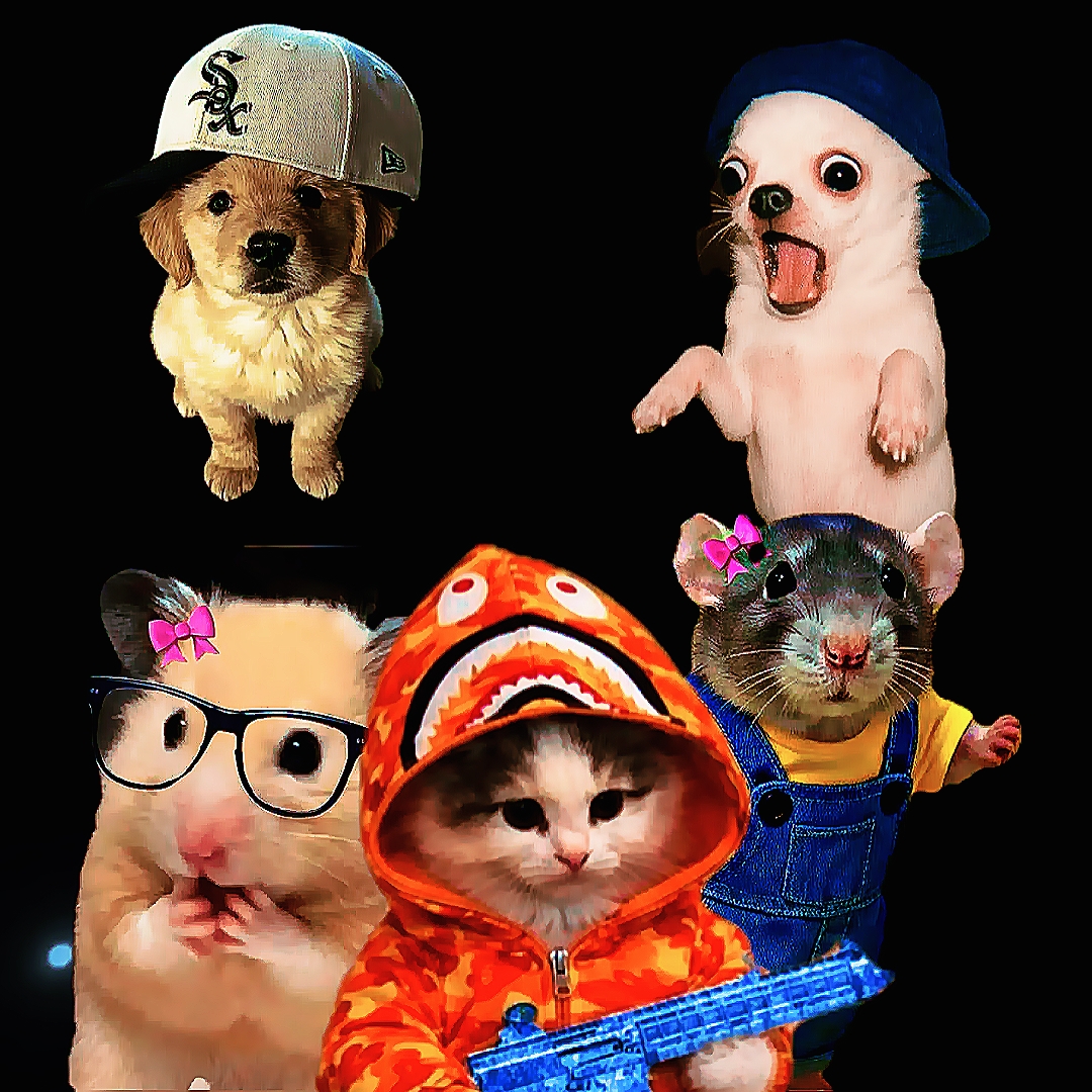 Miau Miau 