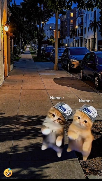 Funny Dance cat