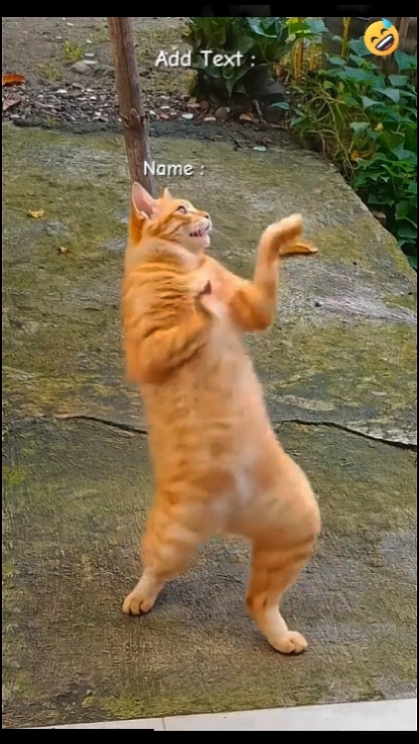 Funny Cat