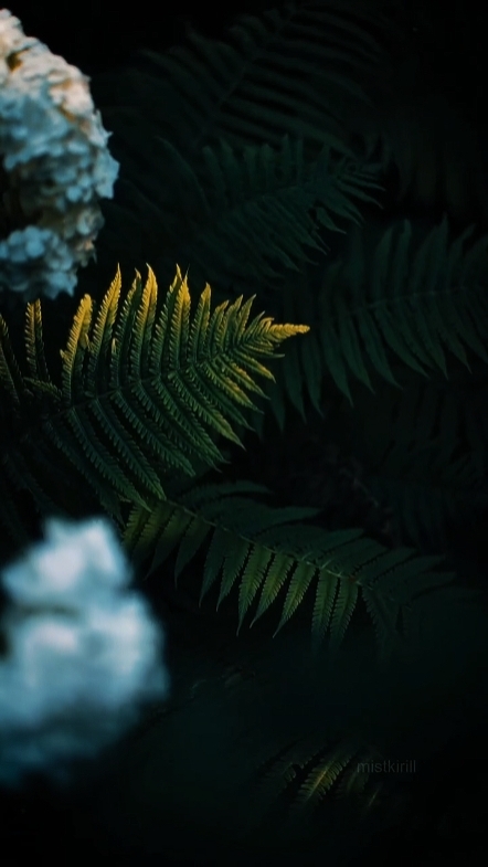 Cinematic Nature