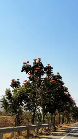 Ambaji Temple