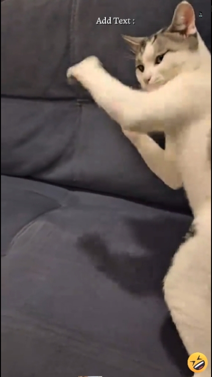 Gato Engraçado. 
