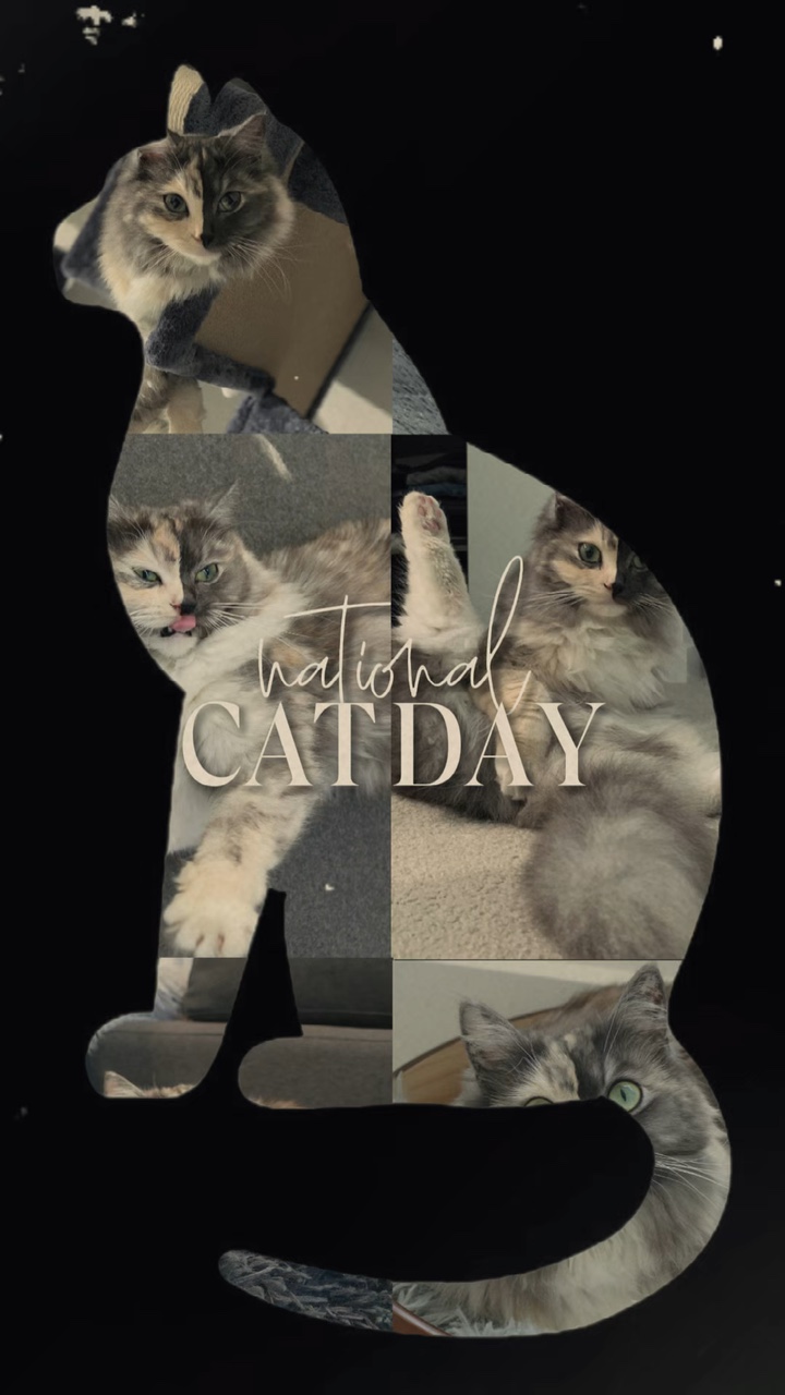 Cat Day 🐱🐱