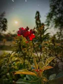 ইসলামিক ভিডিও 