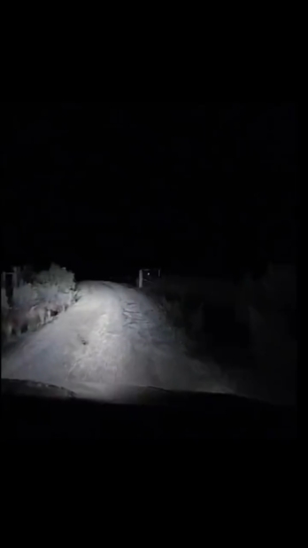 Kangourou en voiture