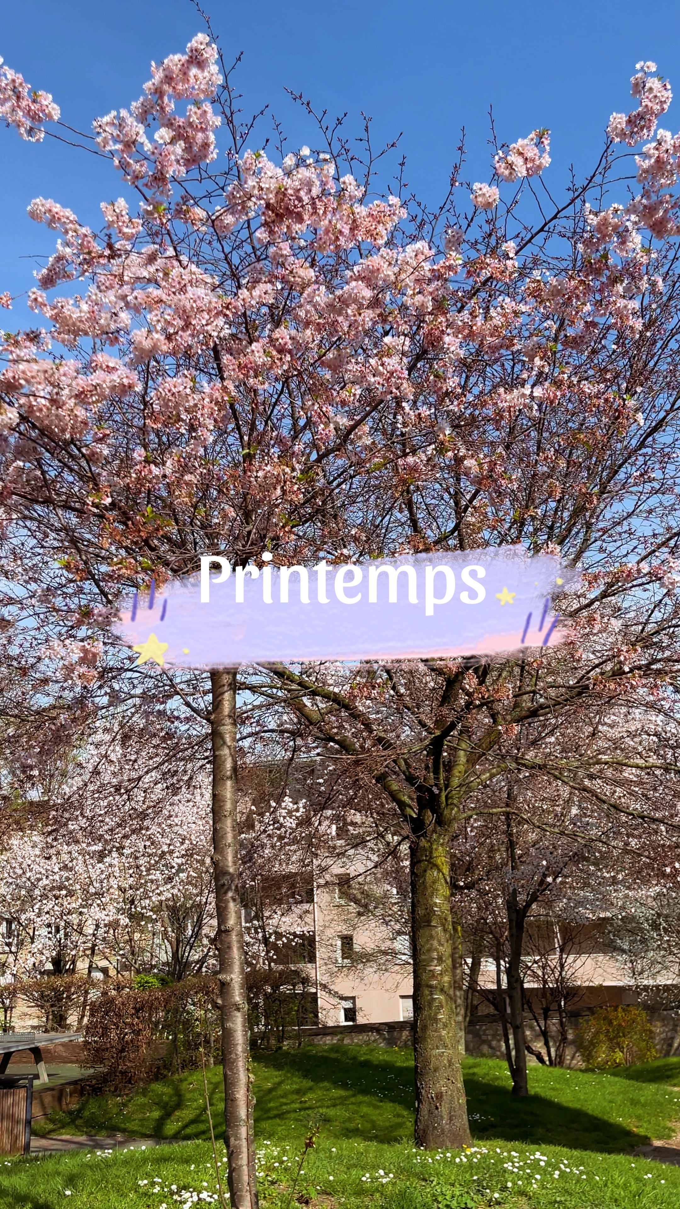 Vibraciones de primavera 🌸