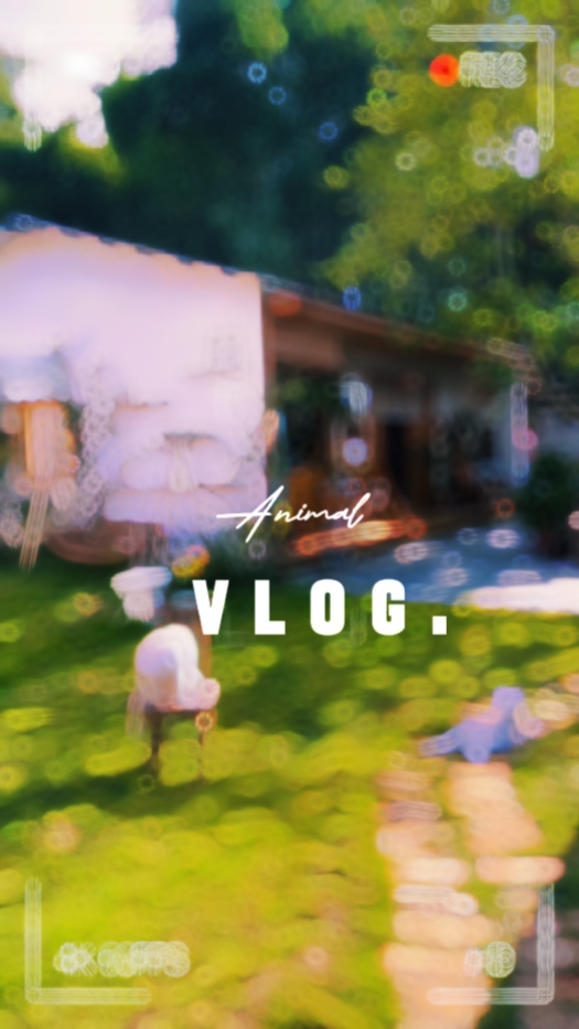 02 Animal Vlog