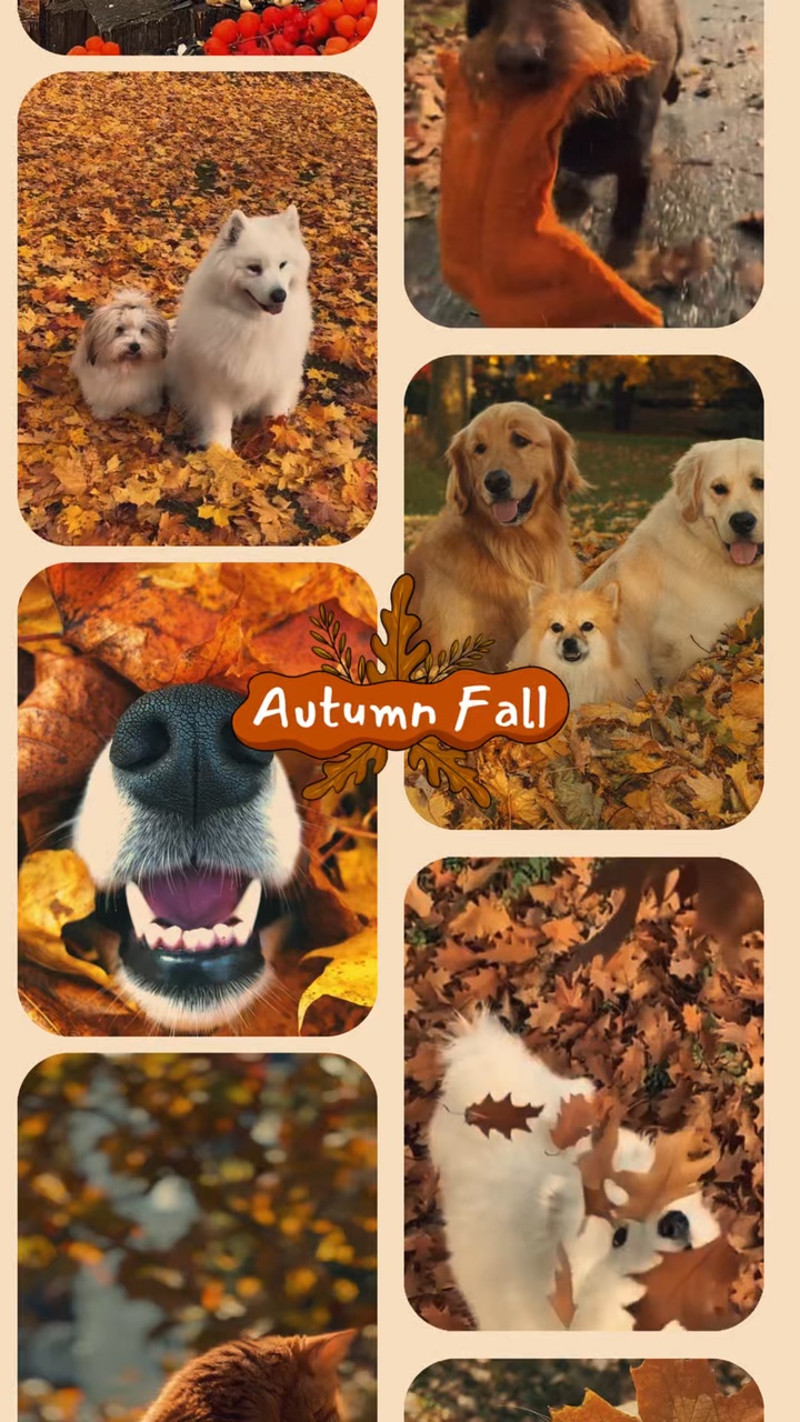 Haustier im Herbst 