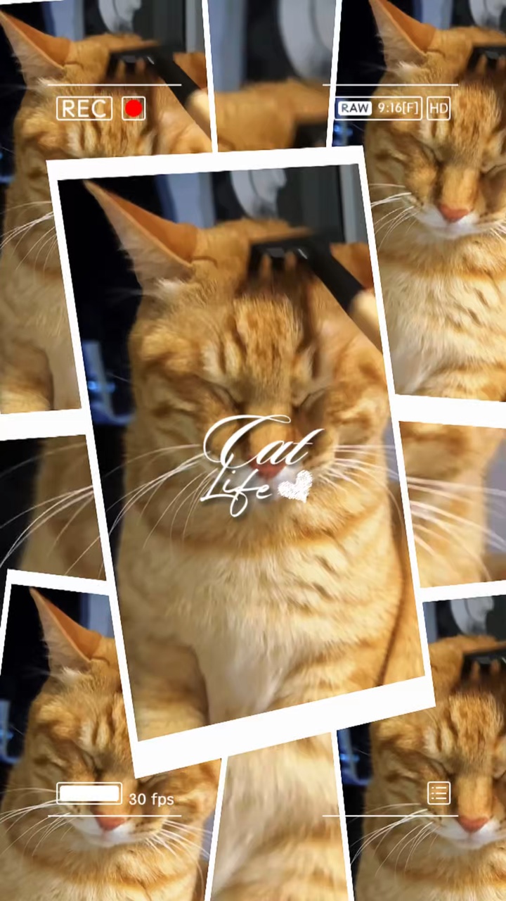 Vida de gato