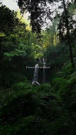 forest :for+rest