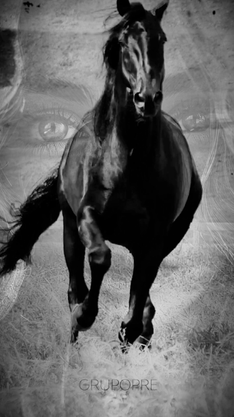 AMOR A LOS CABALLOS