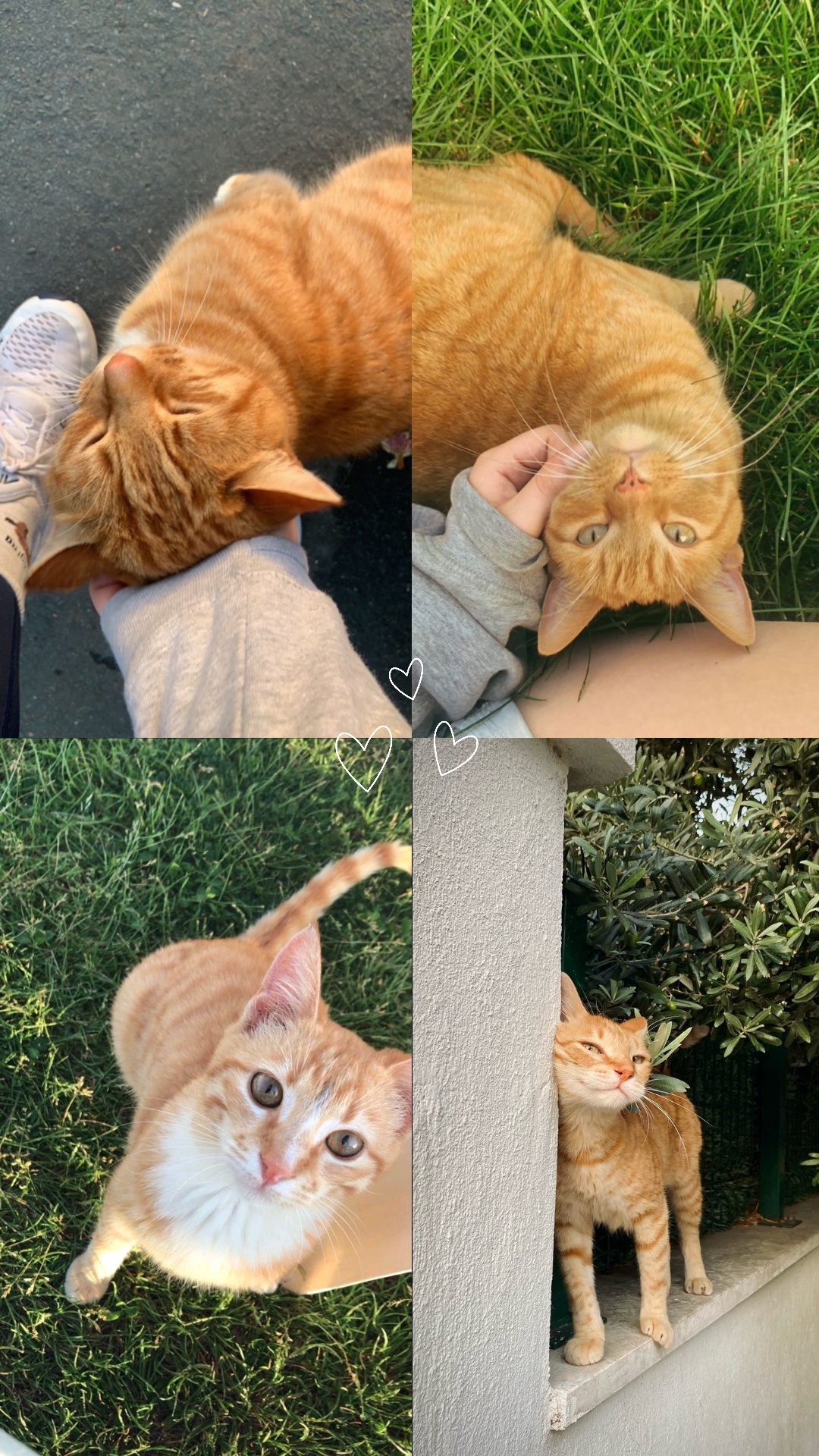 Kucing lucu
