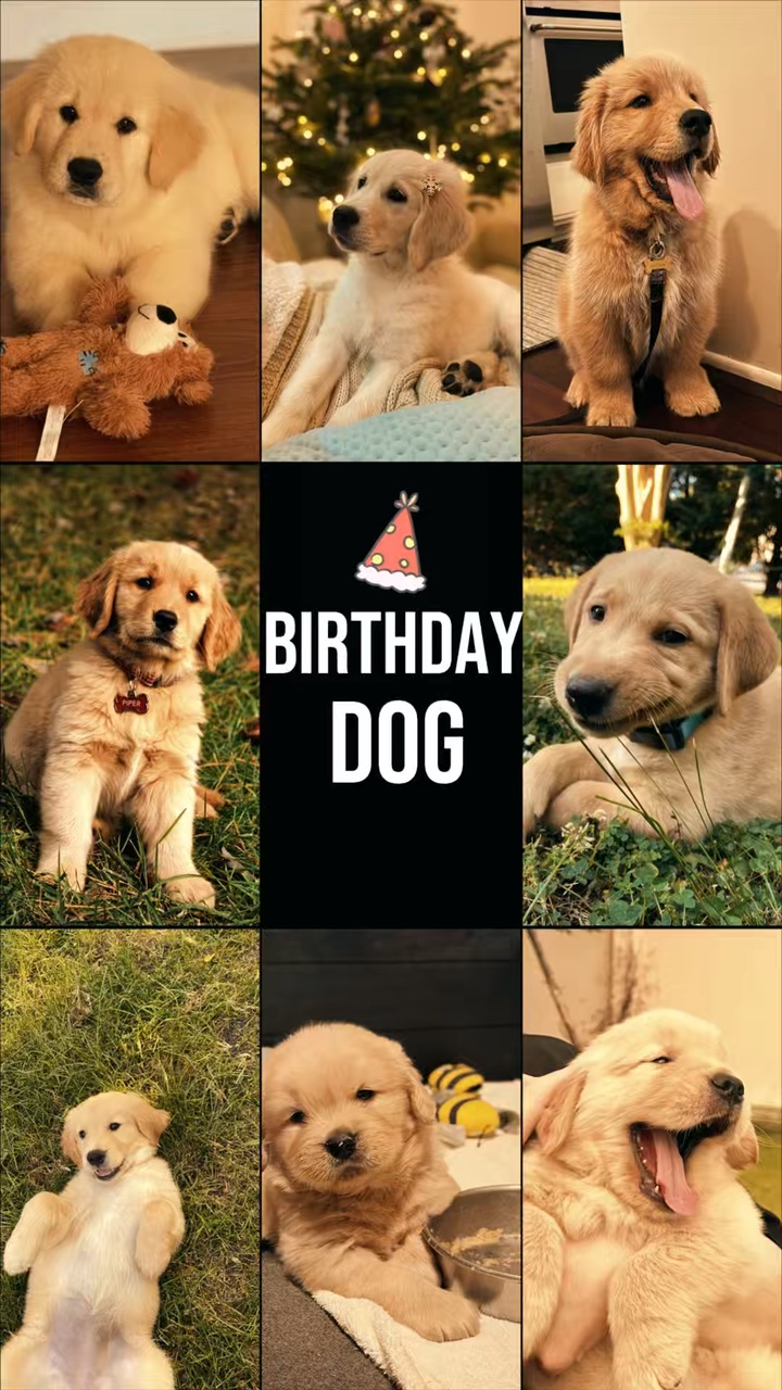 Birthday my dog 