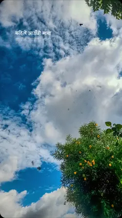बार्दली 