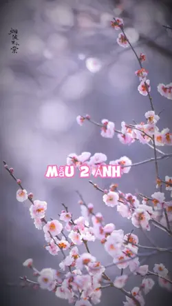 2 Ảnh nhạc chill
