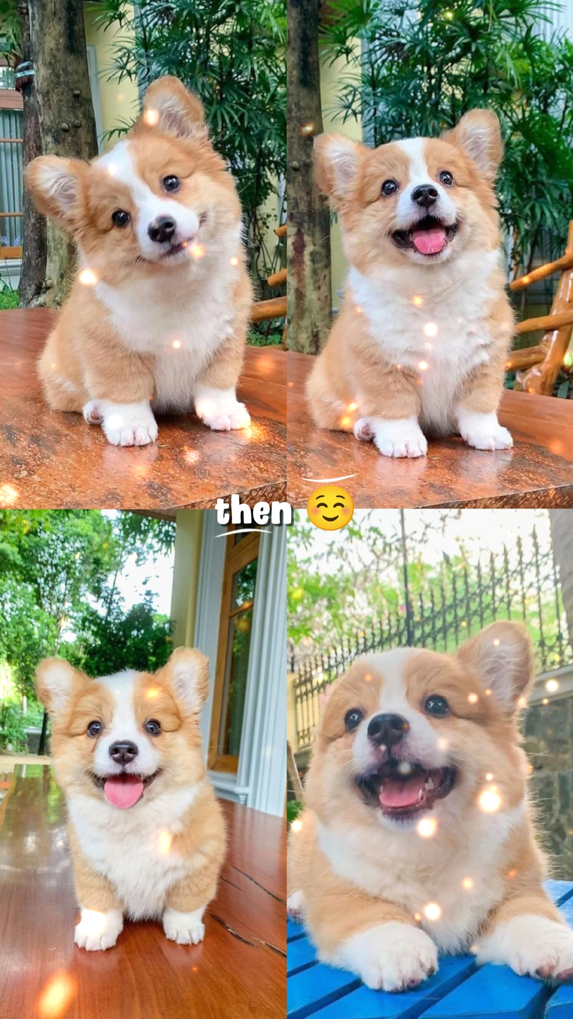 Animal Entonces y Ahora