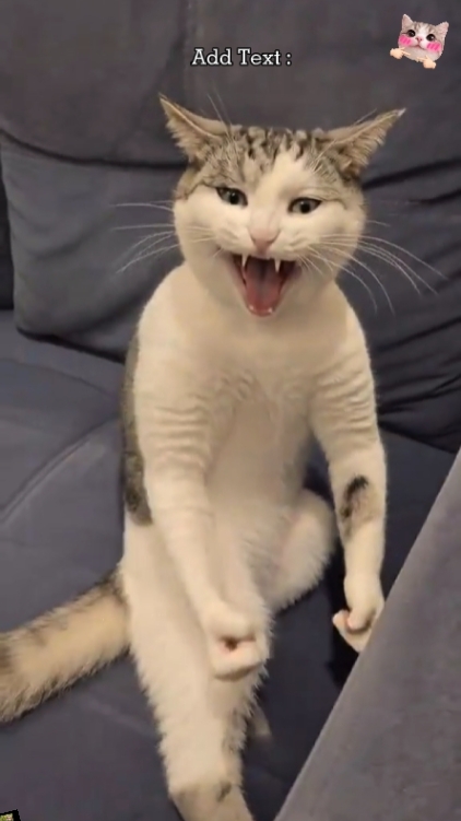 Trend Katze.? 